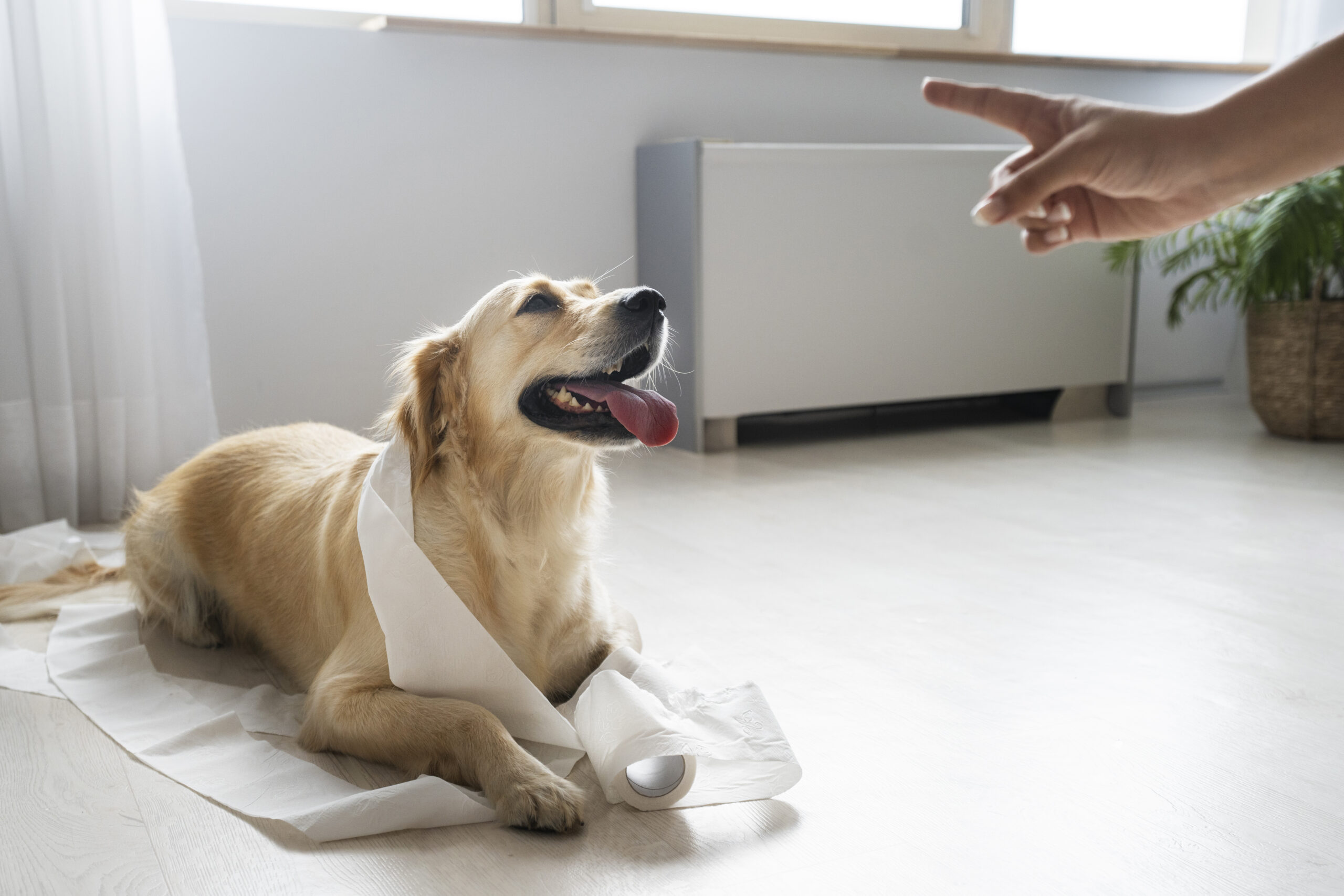 When your dog can’t be alone: ​​What’s really going on and what actually helps with dog separation anxiety training