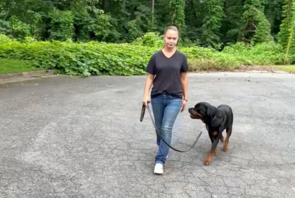 Woman walking a calm Rottweiler on a loose leash outdoors, demonstrating expert dog obedience and leash training in Atlanta.