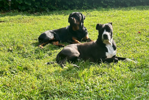 A Rottweiler and a Pitbull resting peacefully on the grass, demonstrating the results of reactive dog rehabilitation in Atlanta.