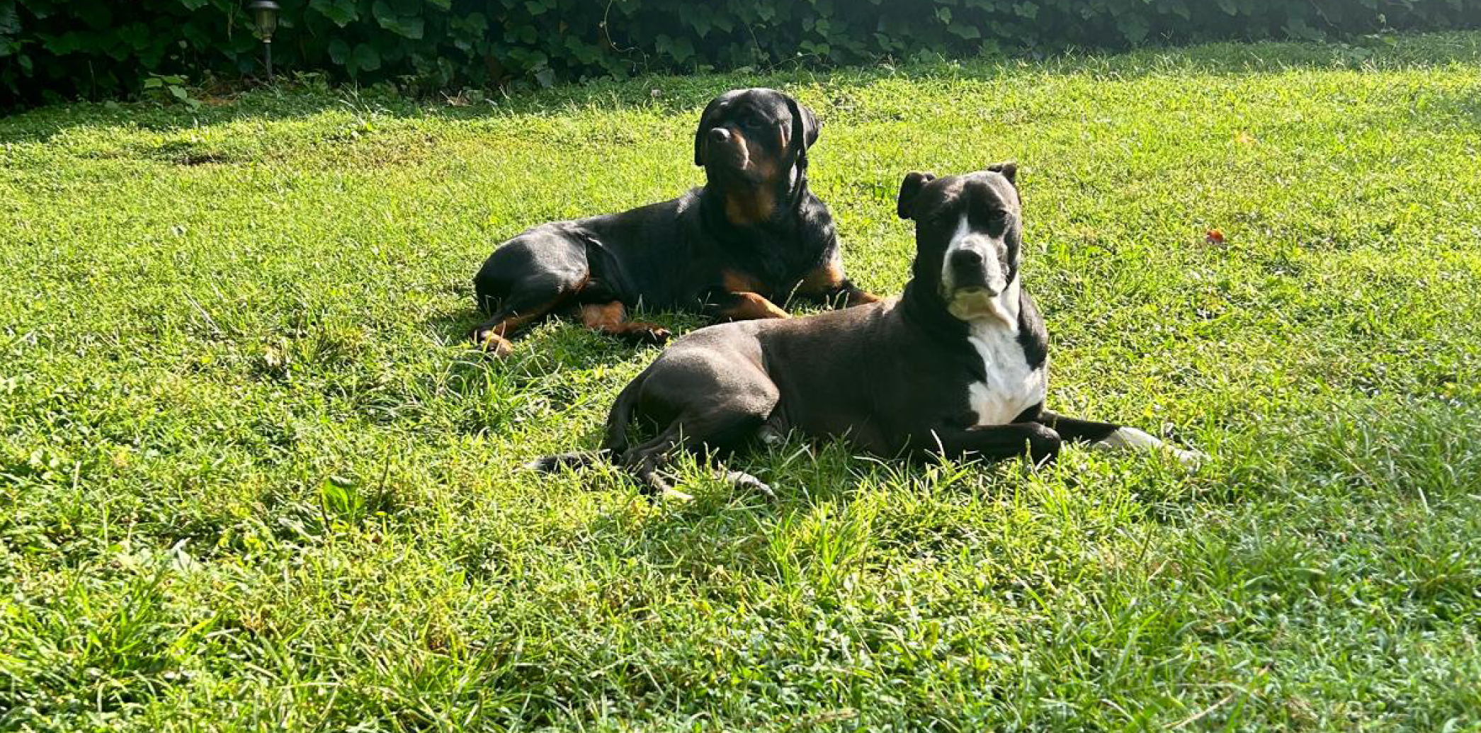 “Dangerous Breeds” Don’t Exist.