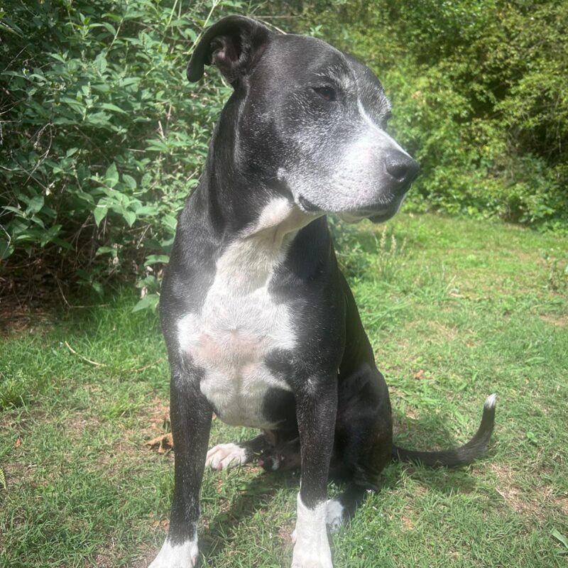 Mixed-breed dog with black and white fur sitting calmly on the grass. Reactive dog rehabilitation in Atlanta.