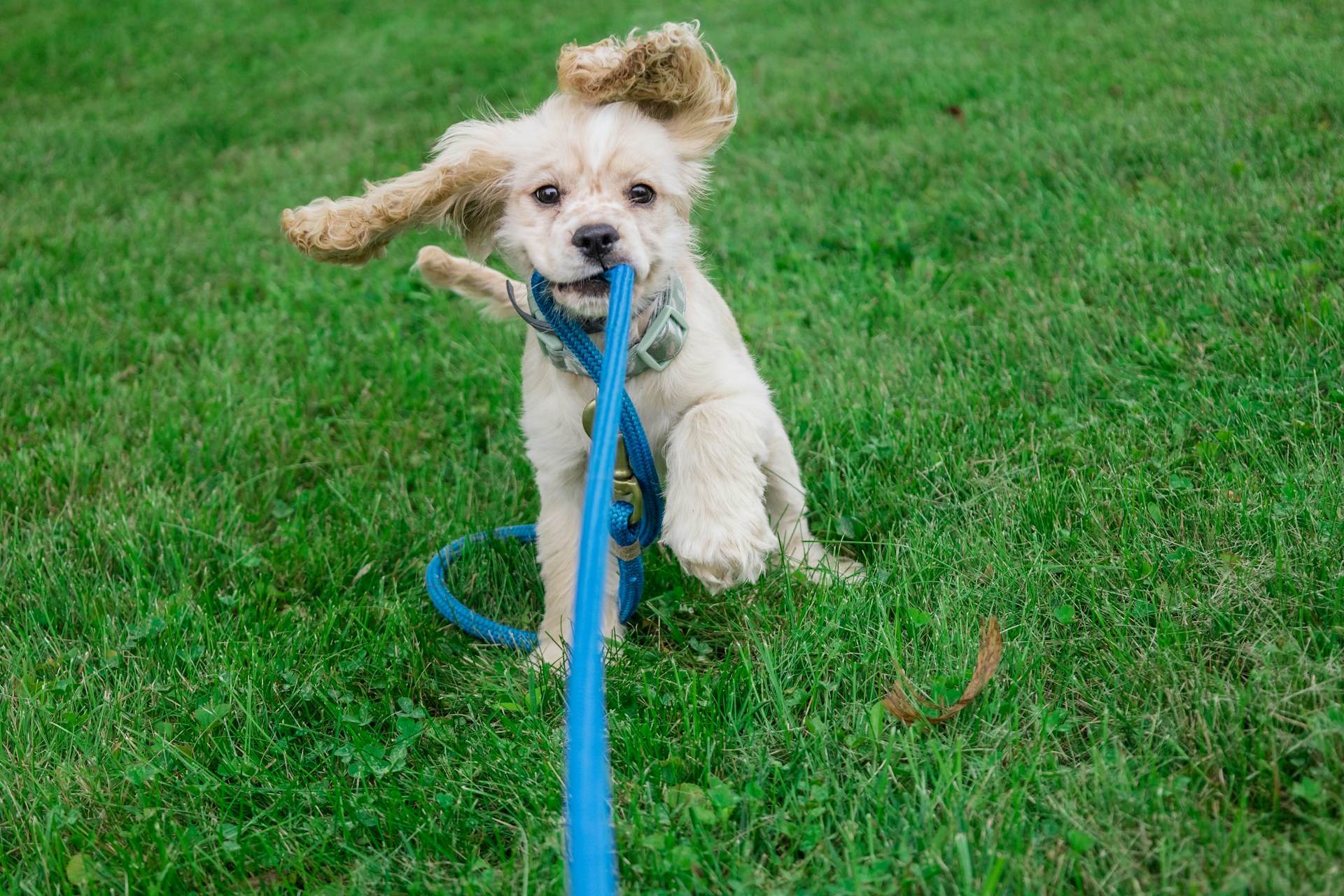 Puppy Training in Atlanta: What Nobody Tells You Before You Start